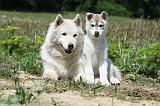 SIBERIAN HUSKY 347